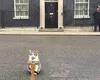 Mascota din Downing Street Nr. 10 se pregăteşte pentru o nouă schimbare. Despre ce este vorba