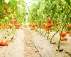 Încep plățile pentru programul Tomata 2024. Producătorii din Iași încasează prima tranșă, în valoare de 1.500 de euro