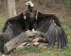Vulturul Plesuv, cea mai mare pasăre din România este acum pe cale de dispariție