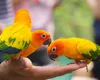 Cele mai apreciate nume de papagali și ce trebuie să știi despre ei