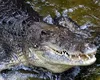 Povestea bărbatului care a mușcat un crocodil pentru a-și salva viața: „M-a urmărit un pic”