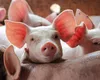 Carnea de porc din magazinele ieșene, doar de import. Cum vrea Ministerul Agriculturii să relanseze fermele de porci? Investiții de 900 de milioane de euro