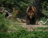 Detalii de ultimă oră privind ursul pe care italienii voiau să-l trimită în România! Animalul era considerat periculos