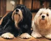Bichon Havanez: Tot ce trebuie să știi despre cea mai drăguță rasă de câini