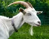 Ciuma caprei a pus pe jar Grecia! Mii de animale sunt testate. Ce se întâmplă