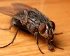 Cât trăiește o muscă? Aceasta are un ciclu de viață de mai puțin de o lună
