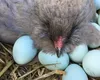 Găinile care fac ouă verzi: curiozități și îngrijire
