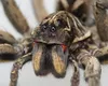 Păianjenul lup. Tarantula românească din grădinile noastre