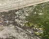 Dezastru ecologic la Iași! Localnicii s-au speriat de imaginile cu peștii morți. Specialist: „Este poluare cu detergenți”