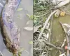 Imaginile groazei vin din Olt! Zeci de pești morți plutesc pe apă – VIDEO