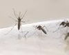 Plasele de țânțari sau soluții naturale? Care este cea mai eficientă metodă