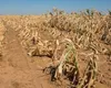 Ploile din ultimele zile nu au ajutat culturile fermierilor din Iași. „Porumbul e compromis sută la sută”