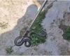 O familie din Argeș a avut o surpriză neplăcută. Un șarpe se afla în dormitorul casei