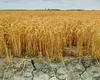 Fermierii din Iași speră că vor primi despăgubiri de secetă în 2024. „Sună mai mult a promisiune electorală”
