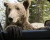 Camera Deputaților a adoptat legea ce vizează măsuri de gestionare a populaţiei de urşi, după tragedia de pe Jepii Mici