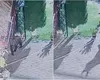 Un urs a intrat în curtea unui primar din Suceava, pentru a căuta mâncarea. Bestia nu a fost deranjată nici de câinii care lătrau
