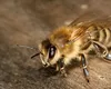 Ziua mondială a albinelor. Când se sărbătorește acest inedit eveniment