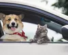 Amendă pentru șoferii care merg cu câinele sau pisica în mașină. Iată în ce situații conducătorul auto este sancționat