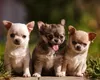 Cele mai drăguțe rase de câini de buzunar. Cum arată și cum trebuie să ai grijă de cei mai adorabili patrupezi