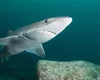 Ce este câinele de mare, singura specie de rechin din Marea Neagră