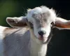 Cât trăiește o capră? Unul dintre primele animale domesticite de om