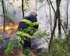 Incendiu de vegetație în Giurgiu. 40 de hectare din zona pădurii Bălănoaia au ars