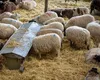 200.000 de oi au fost sacrificate in România din cauza pestei micilor rumegătoare