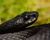 Vipera neagră, una dintre cele mai periculoase vipere ce trăiește și în România