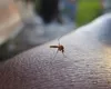 Al doilea român, victima virusului West Nile ! Cu ce simtome se confruntă bărbatul din Mureș