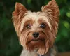 Yorkshire Terrier-Cea mai drăguță, dar și curajoasă rasă de câini. Cei mai arțăgoși, dar și prietenoși patrupezi, cu o istorie absolut fascinantă