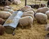 Preşedintele ANSVSA promite despăgubiri pentru fermierii afectați, după ce peste 238.000 de ovine au fost deja sacrificate