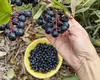 Ce este sucul de aronia? Este adevărat că îți poate crește tensiunea și de ce este bun pentru sistemul cardiovascular