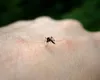 Un pacient infectat cu virusul West Nile a murit. Este al treilea din Suceava