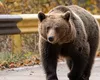 Un tânăr de 28 de ani a fost atacat de o ursoaică în timp ce îşi căuta un animal rătăcit