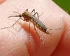 S-a dat alerta în România! Încă o persoană a căzut victimă virusului West Nile