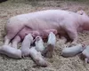 Semne de fătare la scroafă. La ce trebuie să fim atenți