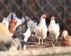 Câte păsări și animale au voie să crească românii în curte! Cine nu respectă legea riscă sancțiuni drastice 