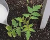 De ce este o opțiune bună fertilizarea cu drojdie? Îngrășământ natural benefic pentru plante