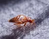 Insecticid pentru ploșnițe de pat. Care sunt cele mai eficiente soluții și ce alternative există pentru a elimina insectele