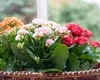 Kalanchoe blossfeldiana – planta de casă care este veșnic verde și nu are nevoie îngrijiri minuțioase!