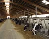 Crescătorii sporesc măsurile de biosecuritate, în contextul focarului de febră aftoasă din Ungaria. Fermier din Iași: „Poate asta se vrea, distrugerea fermierului”