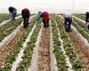 Ieșenii care nu au documente pentru angajați sau zilieri pierd subvențiile în 2025. Noi controale mixte sunt desfășurate în următoarea perioadă