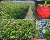 Ce subvenții pot accesa producătorii din Iași care au culturi ecologice în 2025? Se dau mai mulți bani pentru legume