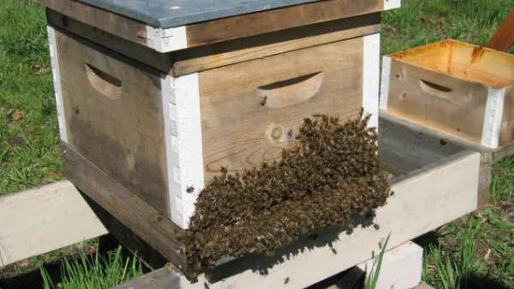 Dezastru in apicultura ieseana. Vom avea miere mai scumpa anul acesta