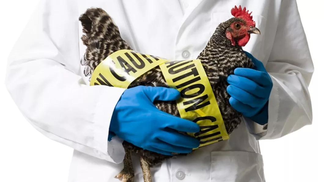 Intensificarea măsurilor de supraveghere sanitară veterinară ca urmare a evoluției gripei aviare în Uniunea Europeană și în unele ţări terţe