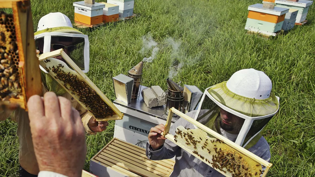 LOVITURA Cel mai mare producator de miere din Iasi dispare de pe piata Bancile au ingropat o afacere de succes