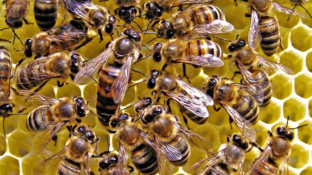 Albinele își vaccinează ouăle în stupi. Cum decurge procesul de imunizare al acestora