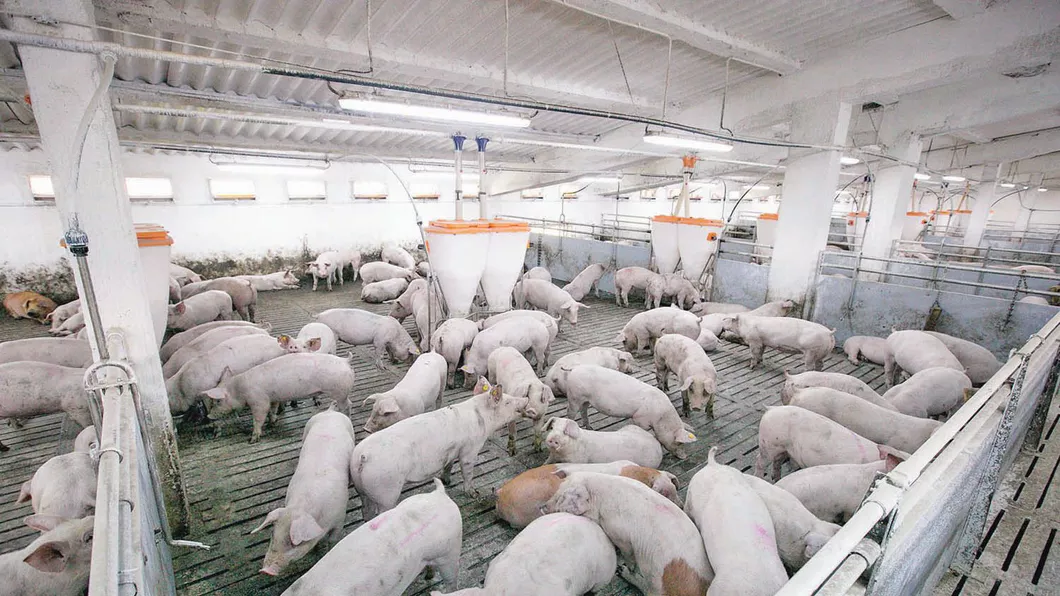 Regele fermelor de porci din Iasi a ajuns intr-o situatie dezastruoasa Risca sa piarda toate afacerile din agricultura