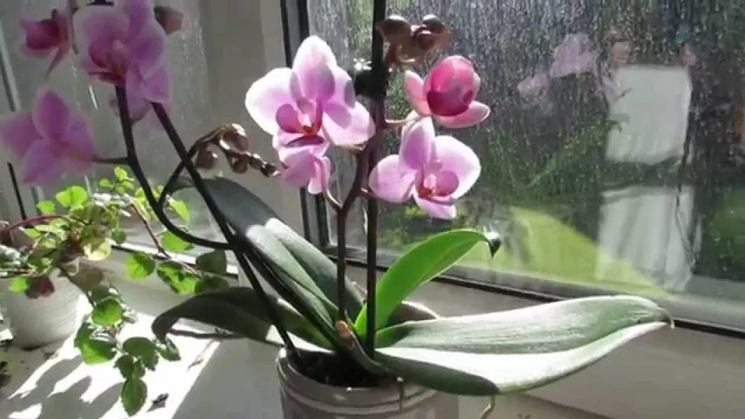Cum provoci o nouă înflorire la orhidee. 6 trucuri pentru a avea flori superbe