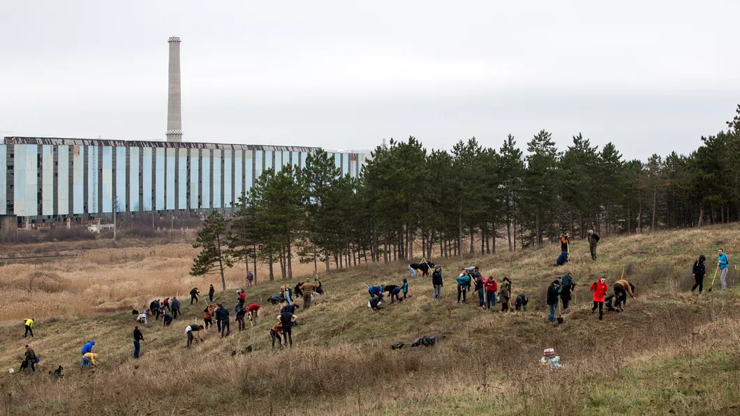 Peste 3.000 de copaci plantați de angajații din clădirile de birouri de la Palas Iași